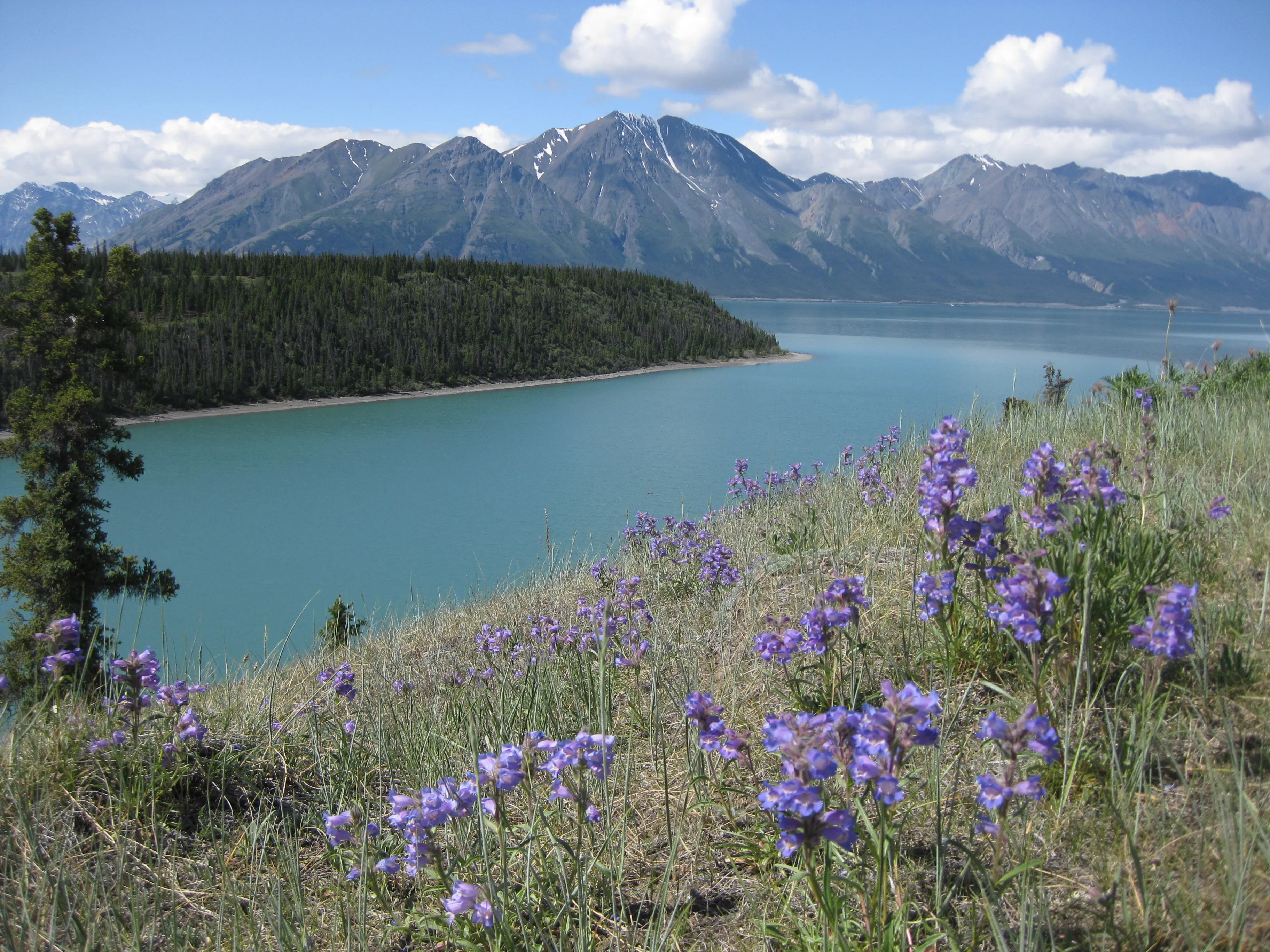 Lhù'ààn Mân (Kluane Lake) shoreline with wildflowers
